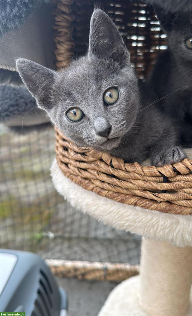 Russisch Blau Kitten (männlich) abzugeben