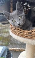 Russisch Blau Kitten (männlich) abzugeben