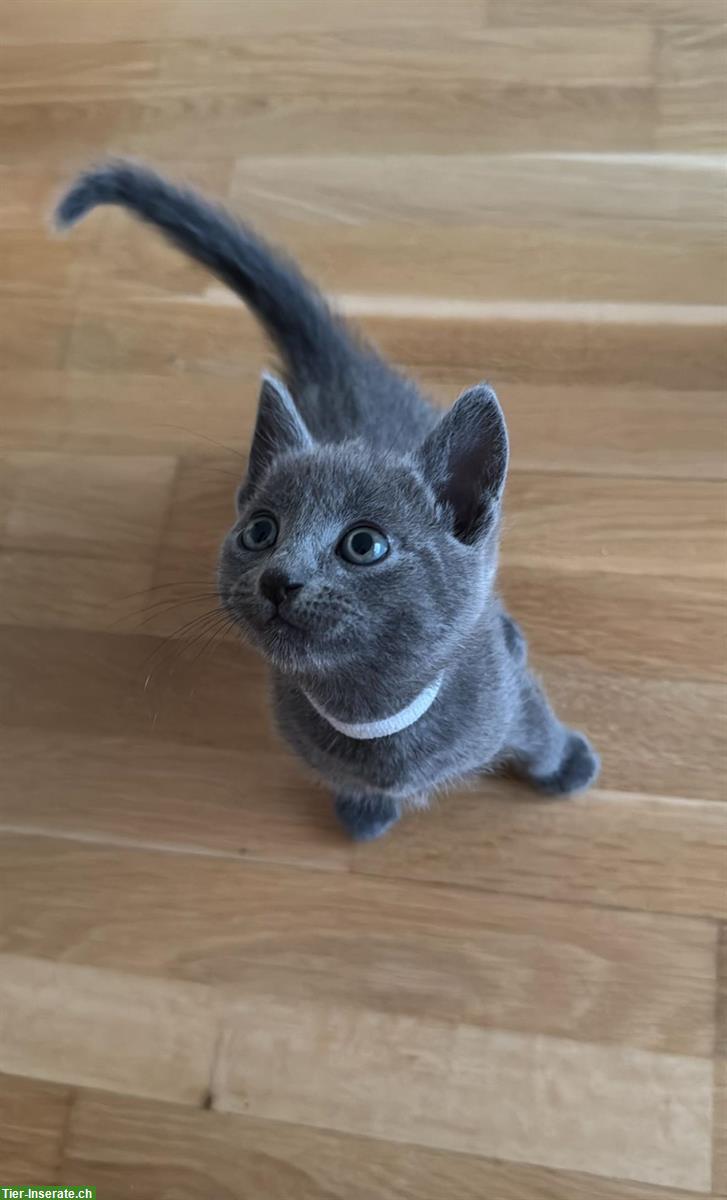 Bild 2: Russisch Blau Kitten (männlich) abzugeben