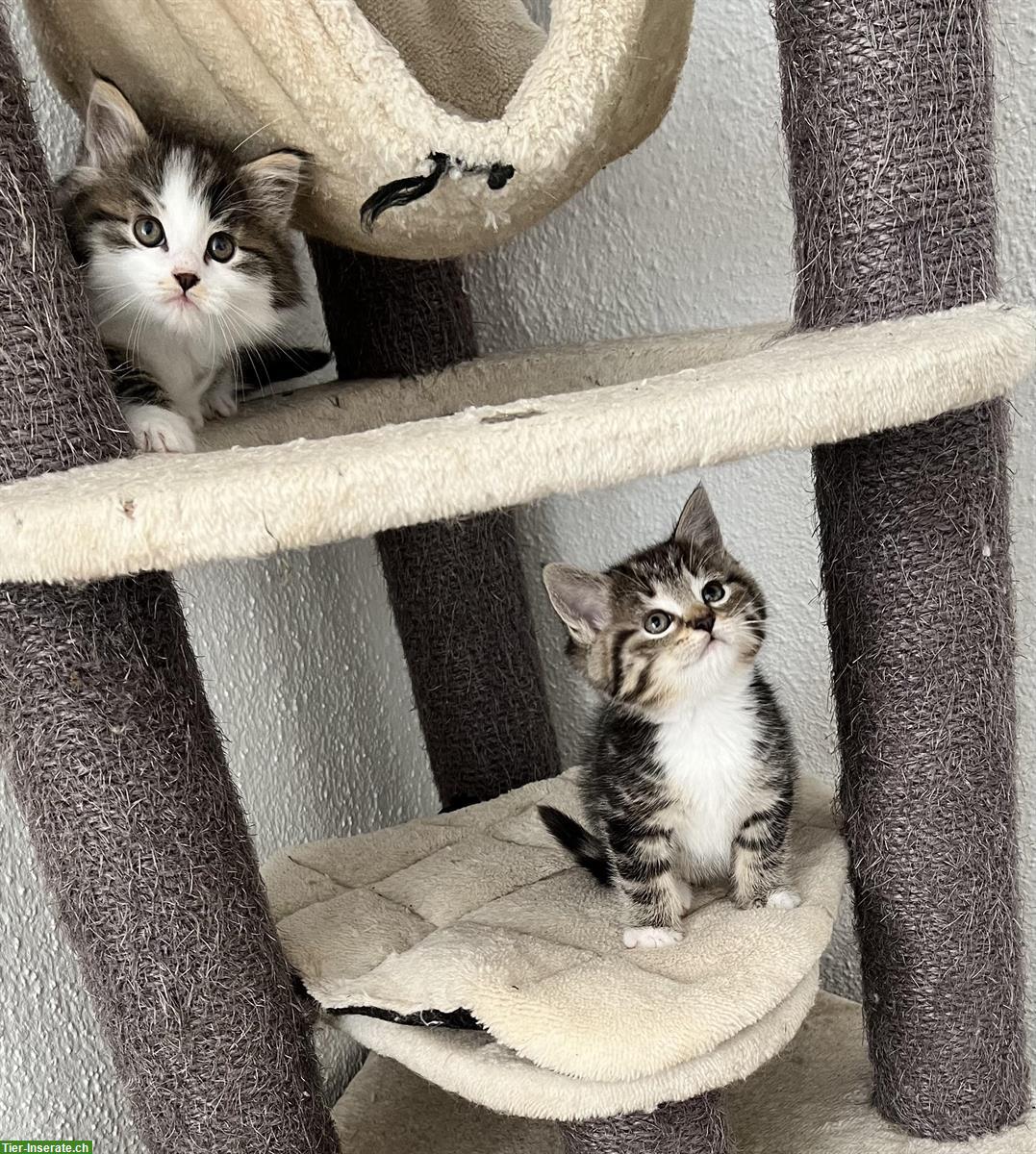 BKH x Maine Coon Mix Kitten suchen neues Zuhause