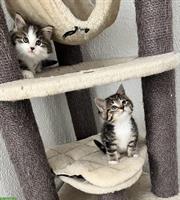 BKH x Maine Coon Mix Kitten suchen neues Zuhause