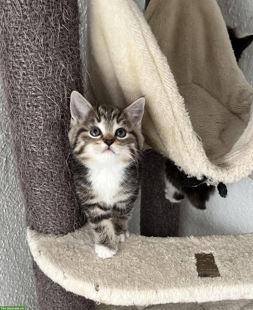 Bild 2: BKH x Maine Coon Mix Kitten suchen neues Zuhause