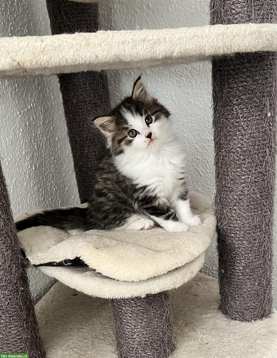 Bild 3: BKH x Maine Coon Mix Kitten suchen neues Zuhause