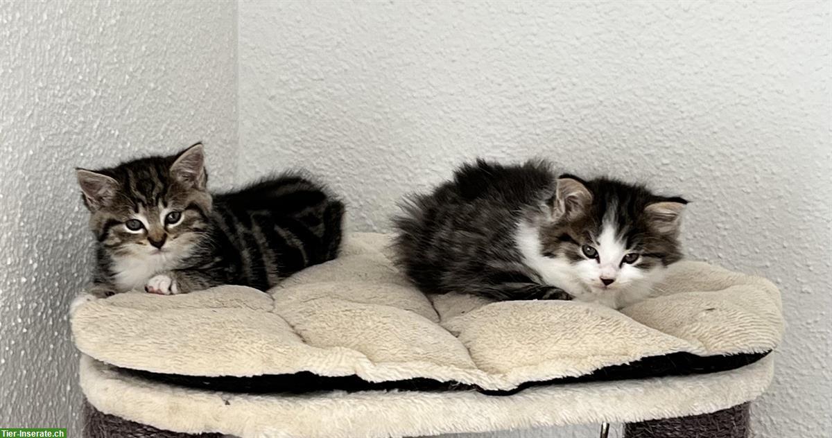 Bild 4: BKH x Maine Coon Mix Kitten suchen neues Zuhause