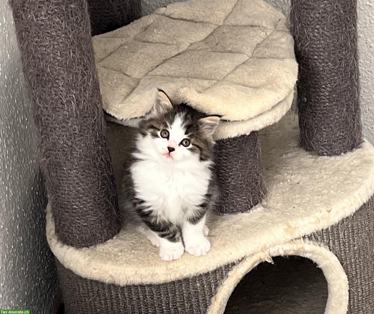 Bild 5: BKH x Maine Coon Mix Kitten suchen neues Zuhause