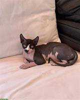 Wunderschöne Sphynx-Elf Katze, reinrassig zu verkaufen
