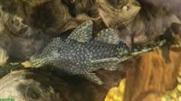 GRATIS: Blauer Antennenwels, Männchen oder Weibchen