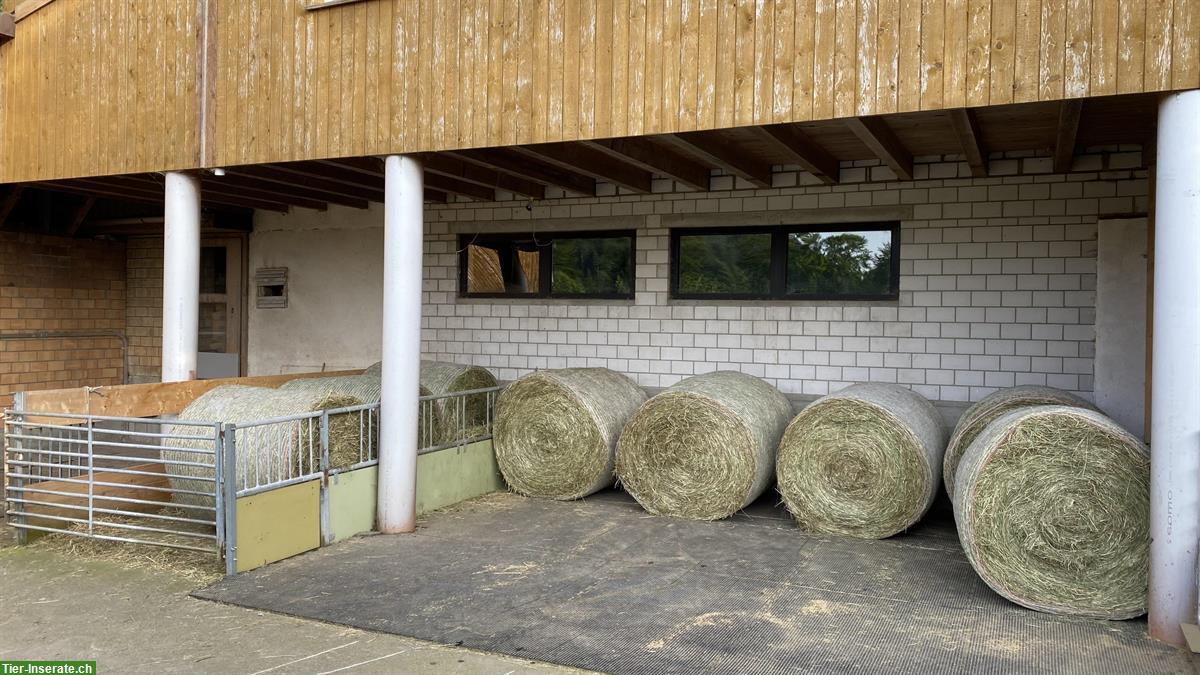 Heu Rundballen zu verkaufen in Menznau LU