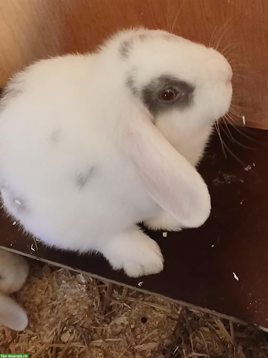 Junge Zwergwidder Böckli abzugeben