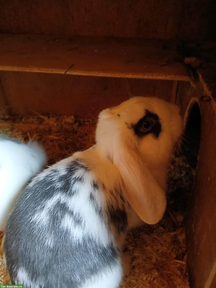 Bild 2: Junge Zwergwidder Böckli abzugeben