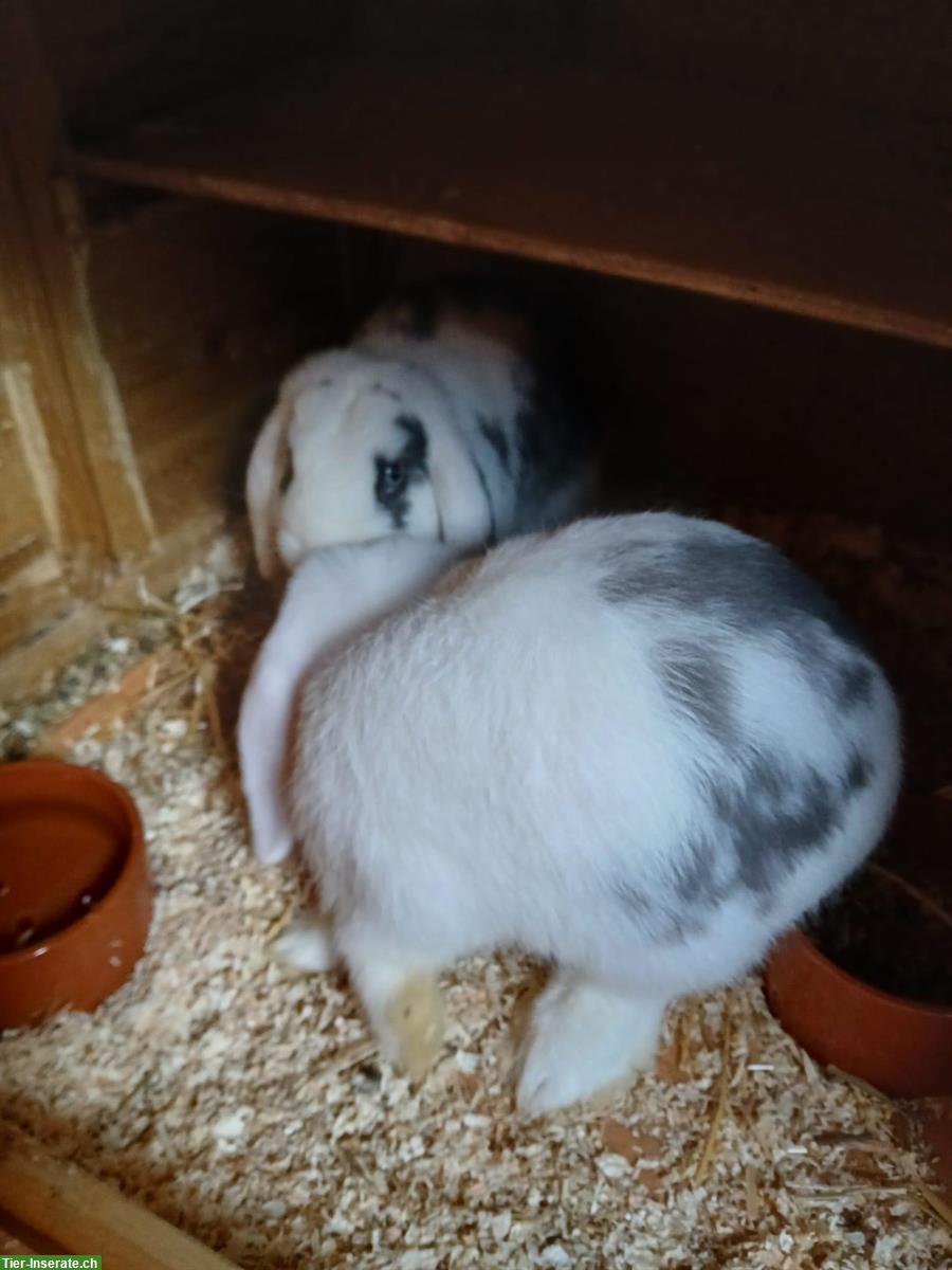 Bild 3: Junge Zwergwidder Böckli abzugeben