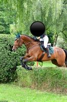 Holsteiner Wallach mit Stockmaß 172cm sucht Bestplatz