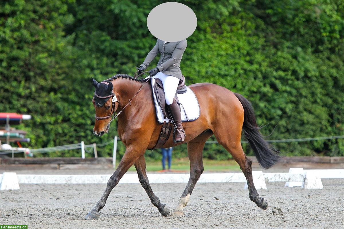 Bild 2: Holsteiner Wallach mit Stockmaß 172cm sucht Bestplatz
