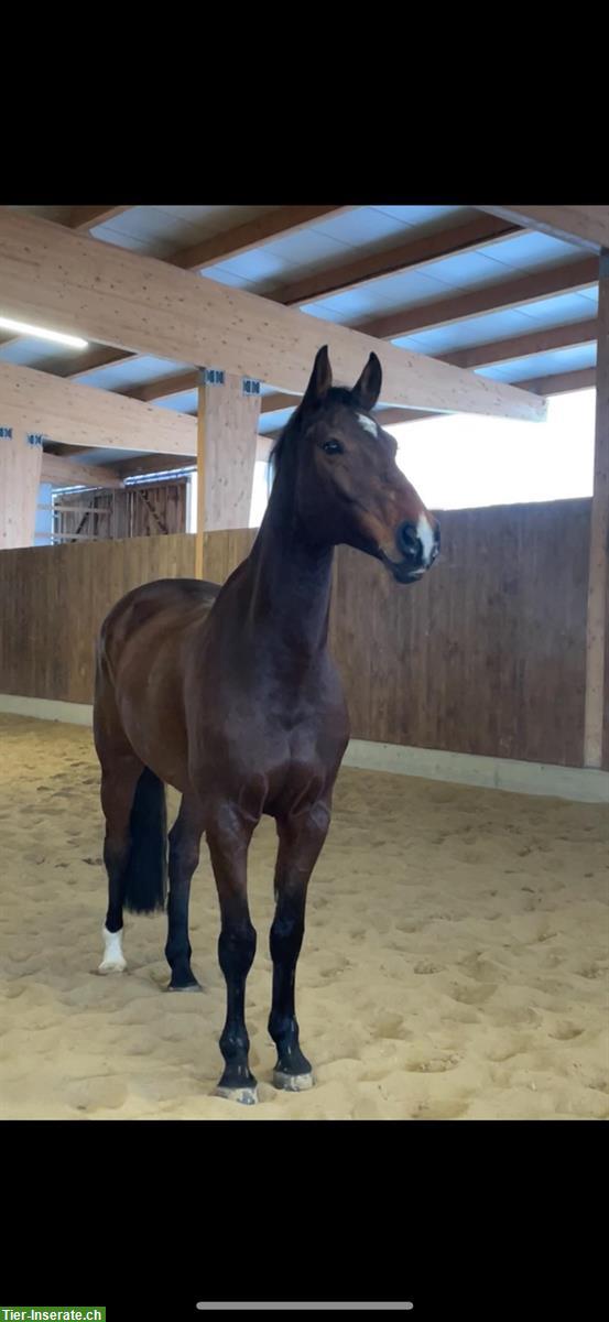 Bild 3: Holsteiner Wallach mit Stockmaß 172cm sucht Bestplatz