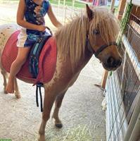 Miniaturpony Wallach sucht liebevolles zu Hause
