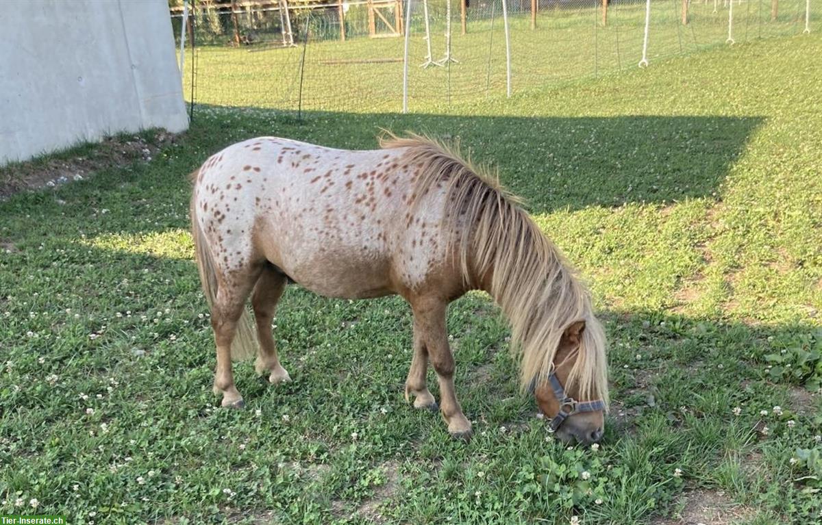 Bild 2: Miniaturpony Wallach sucht liebevolles zu Hause