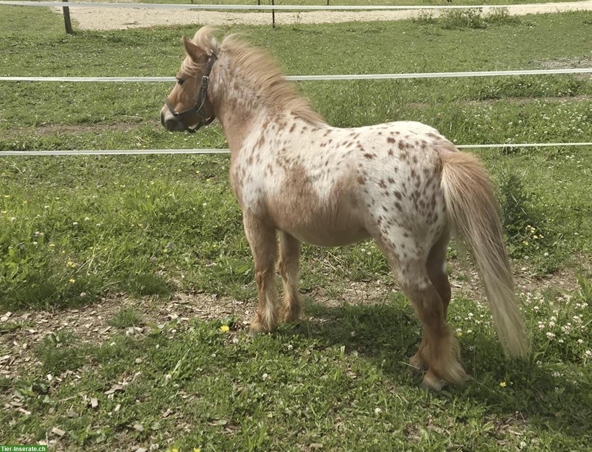 Bild 3: Miniaturpony Wallach sucht liebevolles zu Hause