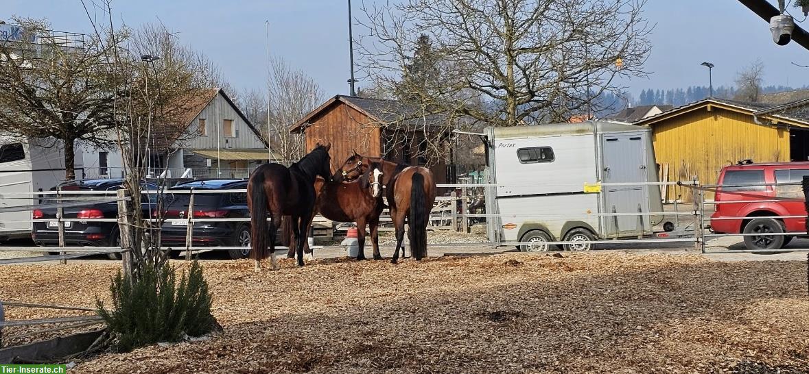 Bild 2: Offenstallplatz in Affoltern Zürich