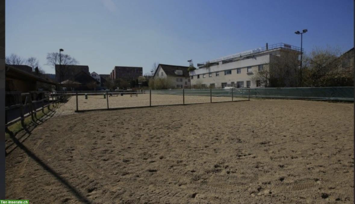 Bild 5: Offenstallplatz in Affoltern Zürich