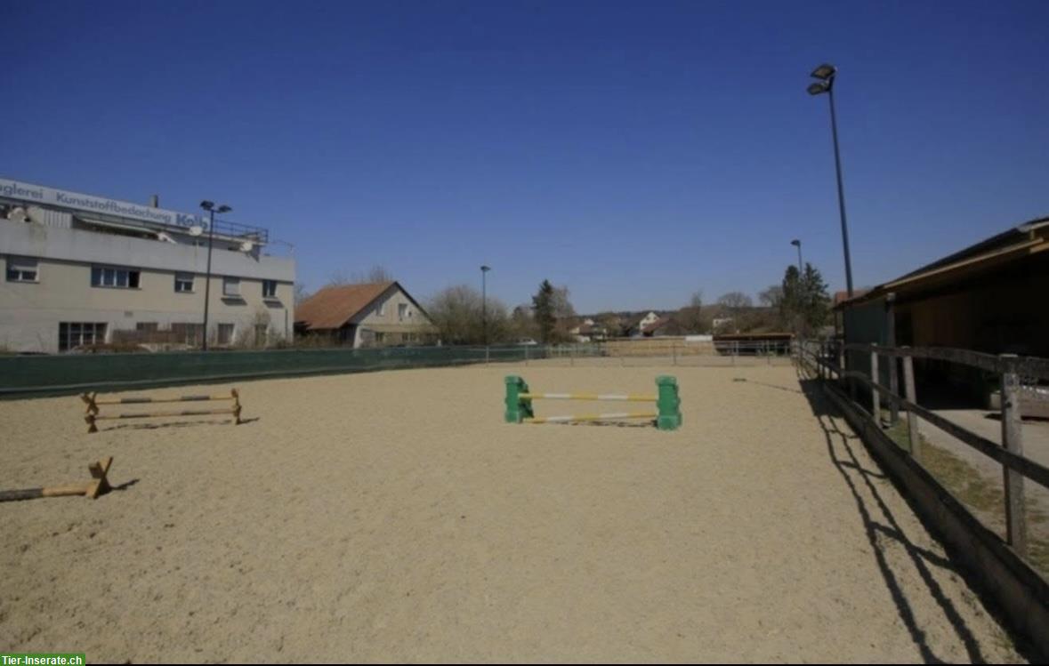 Bild 6: Offenstallplatz in Affoltern Zürich