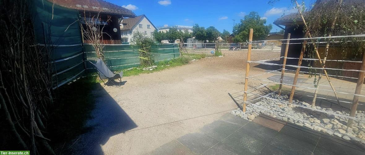 Bild 9: Offenstallplatz in Affoltern Zürich