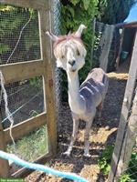 Verkauf: 2 Alpakas (m/w) suchen neues Zuhause