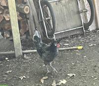 GRATIS: Blauer Appenzeller-Spitzhaube Hahn