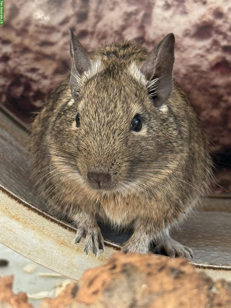 3 Degus mit oder ohne Terrarium zu verkaufen
