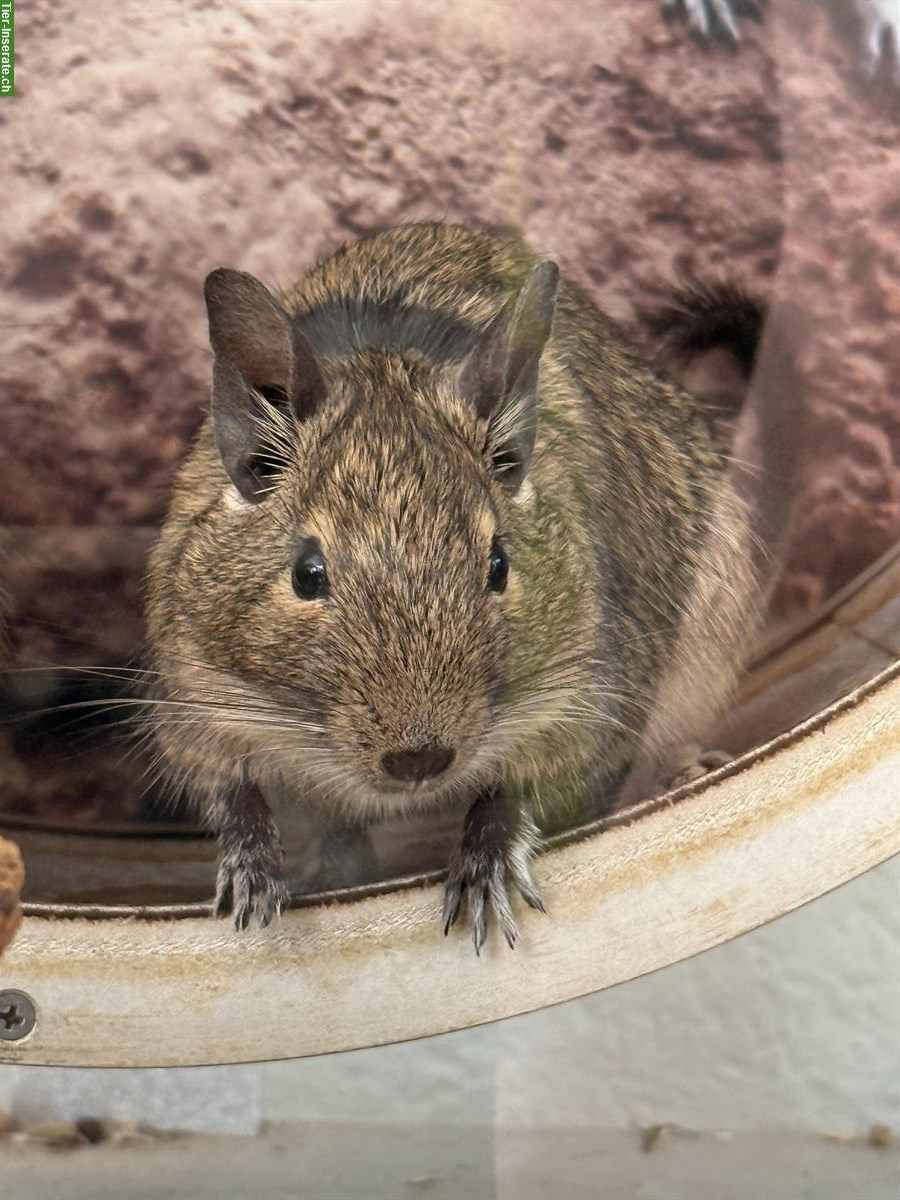 Bild 2: 3 Degus mit oder ohne Terrarium zu verkaufen