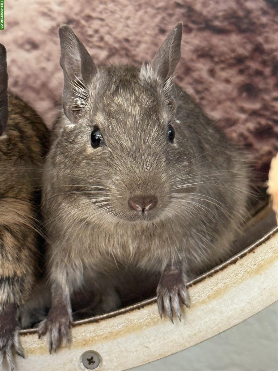 Bild 3: 3 Degus mit oder ohne Terrarium zu verkaufen