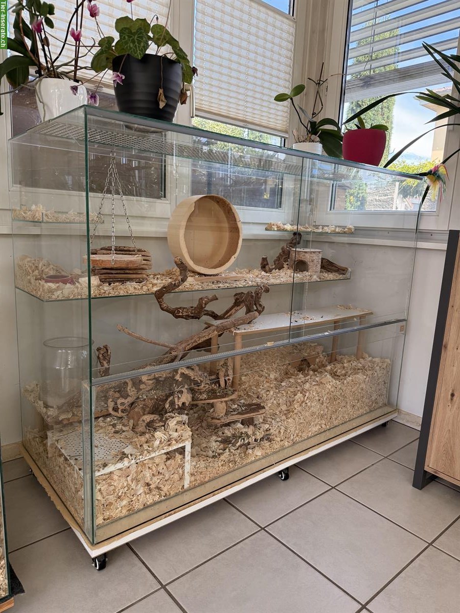 Bild 4: 3 Degus mit oder ohne Terrarium zu verkaufen
