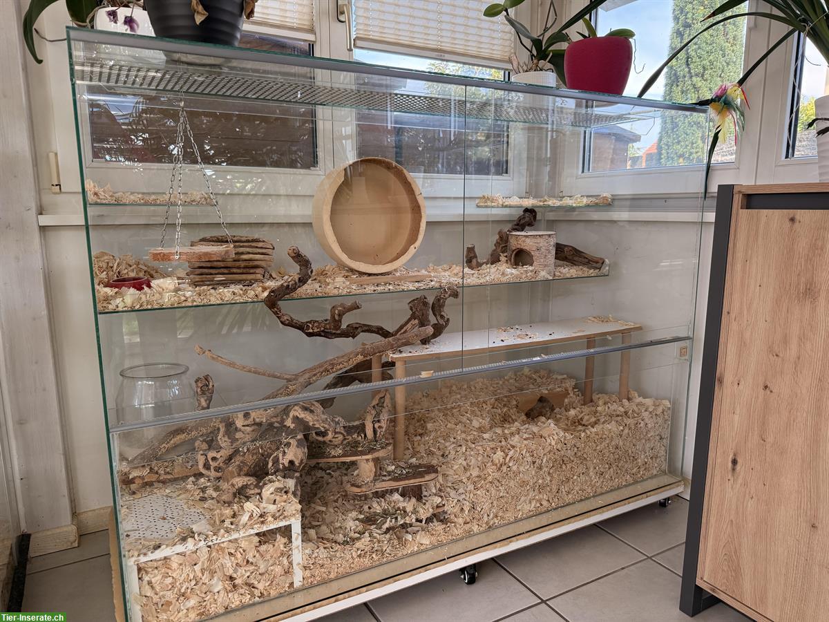 Bild 5: 3 Degus mit oder ohne Terrarium zu verkaufen