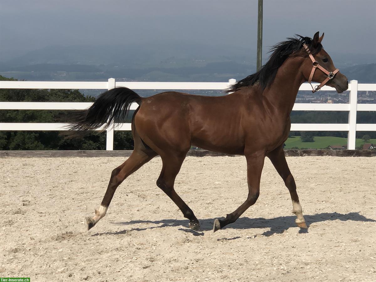 Bild 2: 7-jähriger Araberwallach, 1.57m gross, zu verkaufen