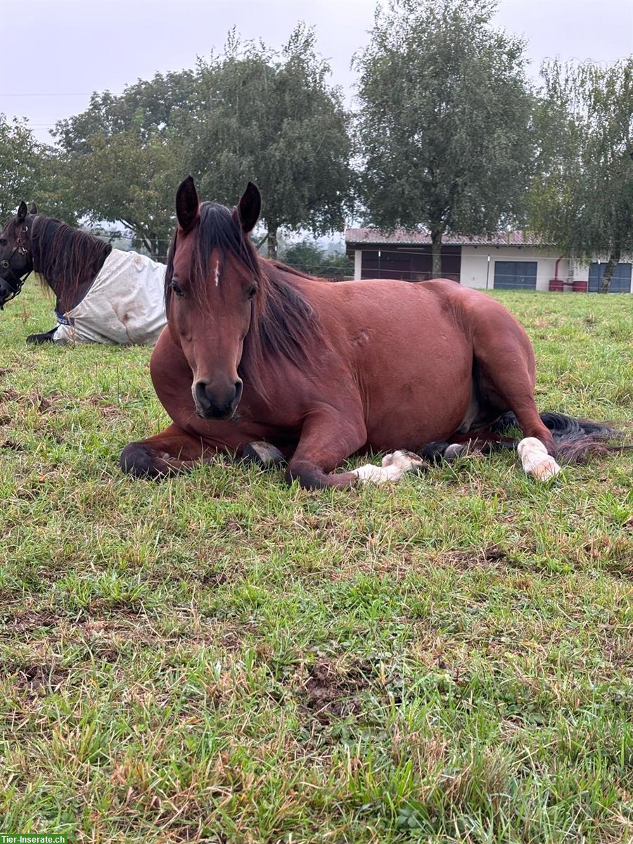 Bild 4: 7-jähriger Araberwallach, 1.57m gross, zu verkaufen