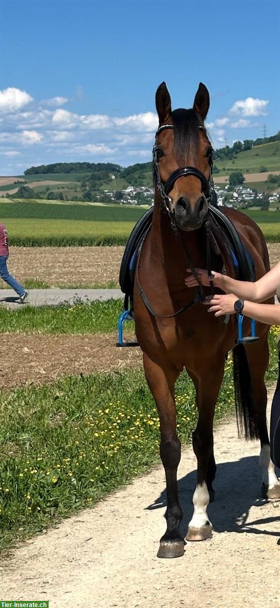 Bild 7: 7-jähriger Araberwallach, 1.57m gross, zu verkaufen