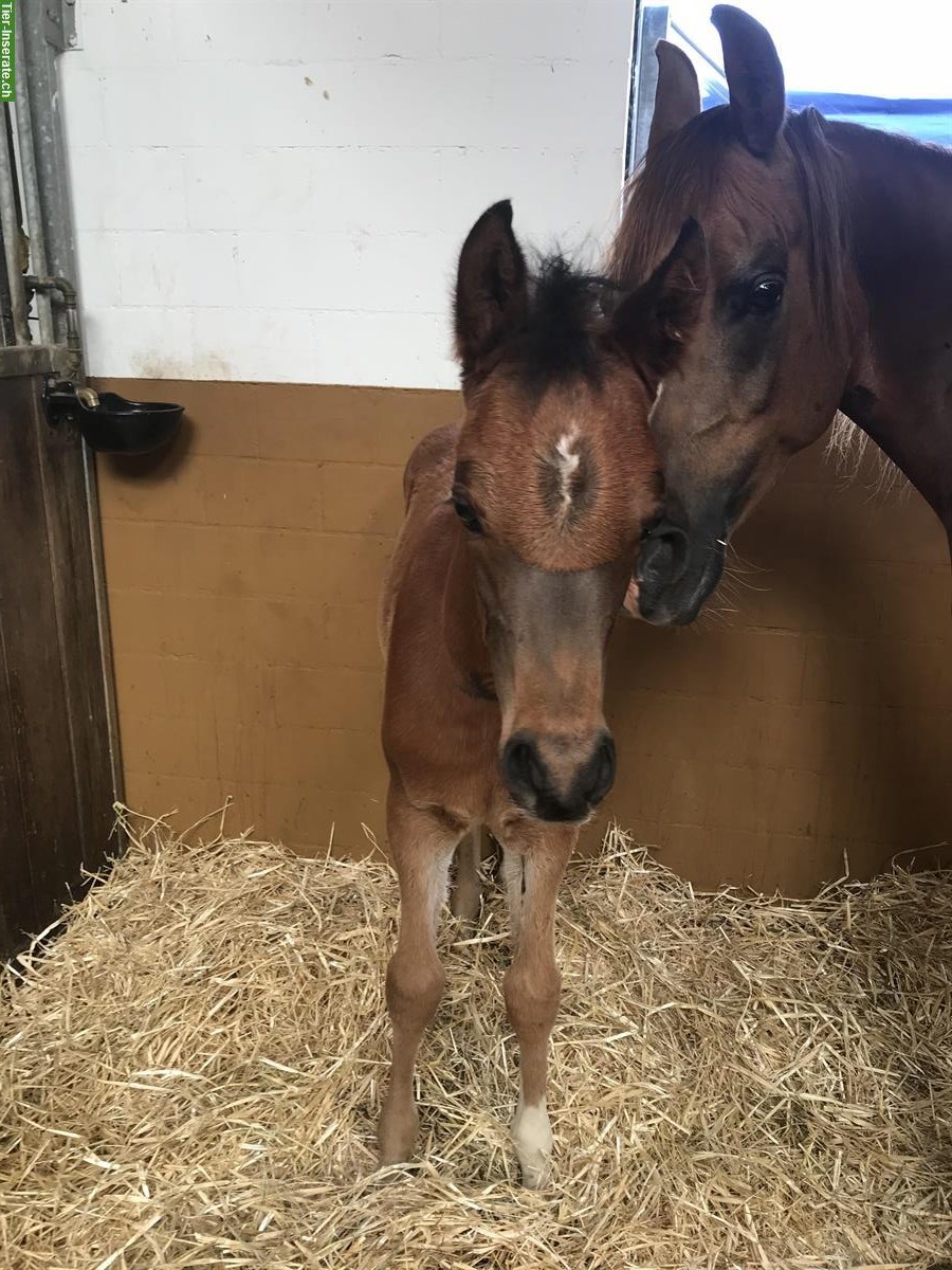 Bild 8: 7-jähriger Araberwallach, 1.57m gross, zu verkaufen