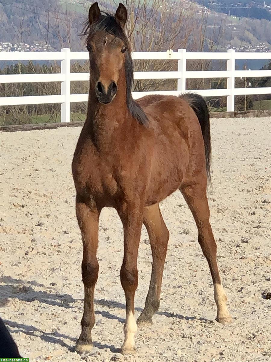 Bild 9: 7-jähriger Araberwallach, 1.57m gross, zu verkaufen