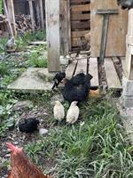Zwerghähne und Chabo-Huhn abzugeben