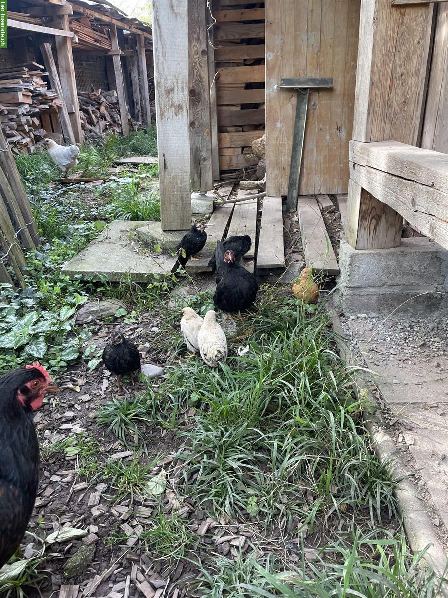 Bild 2: Zwerghähne und Chabo-Huhn abzugeben