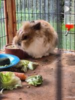 GRATIS: 2 Löwenkopf Kaninchen mit Stall