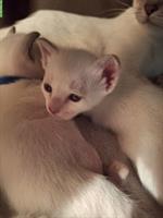 Thaikatzen-Kitten mit Stammbaum, Old-Style
