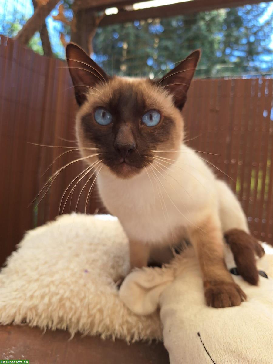 Bild 3: Thaikatzen-Kitten mit Stammbaum, Old-Style