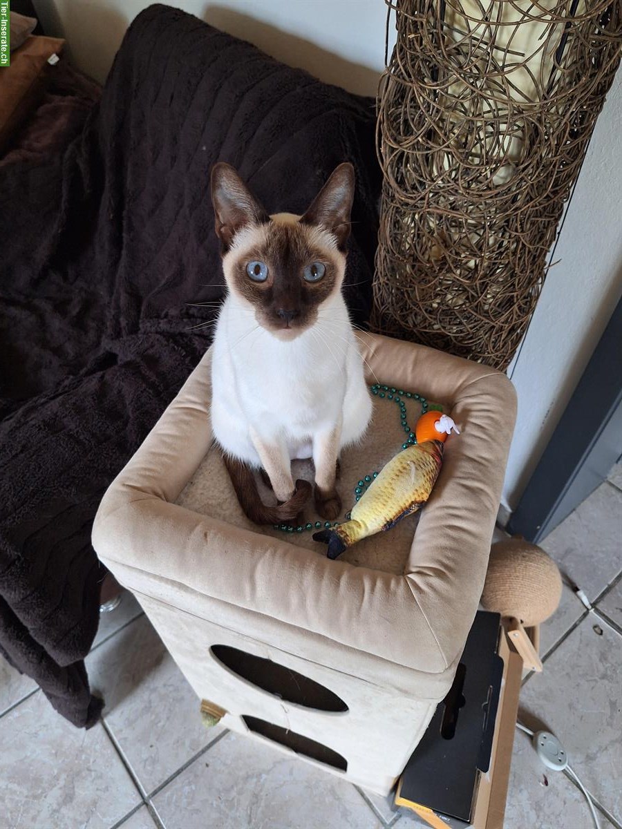 Bild 4: Thaikatzen-Kitten mit Stammbaum, Old-Style