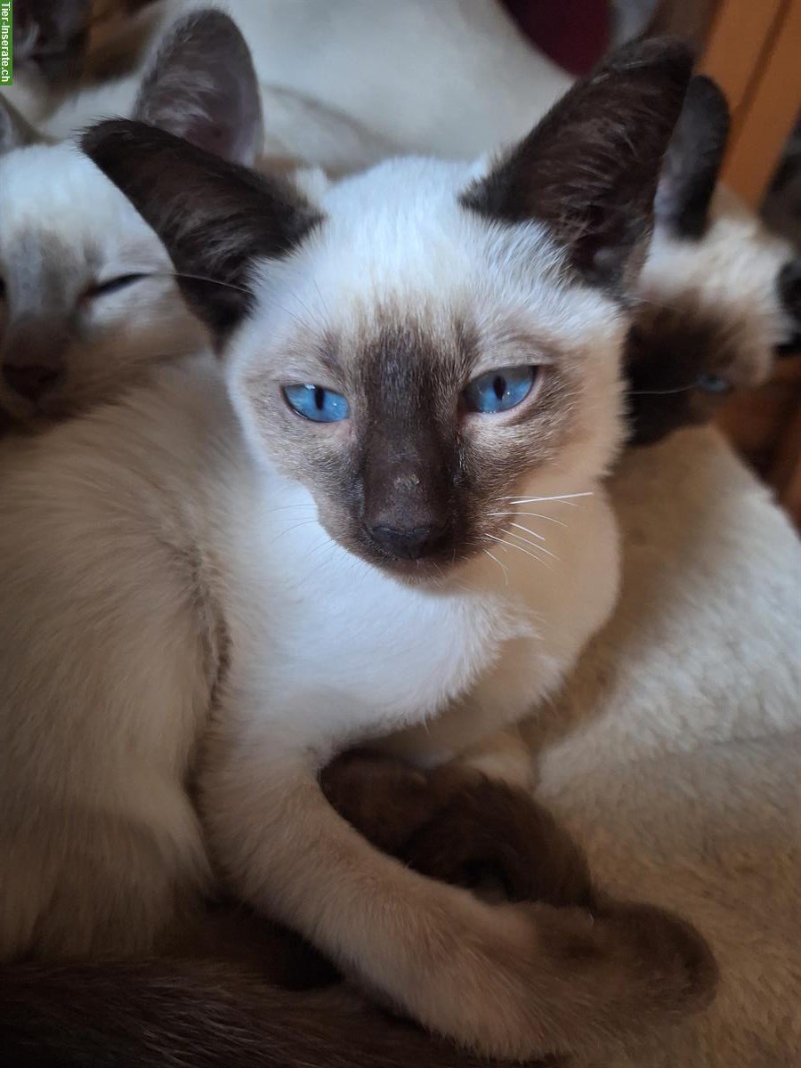 Bild 5: Thaikatzen-Kitten mit Stammbaum, Old-Style