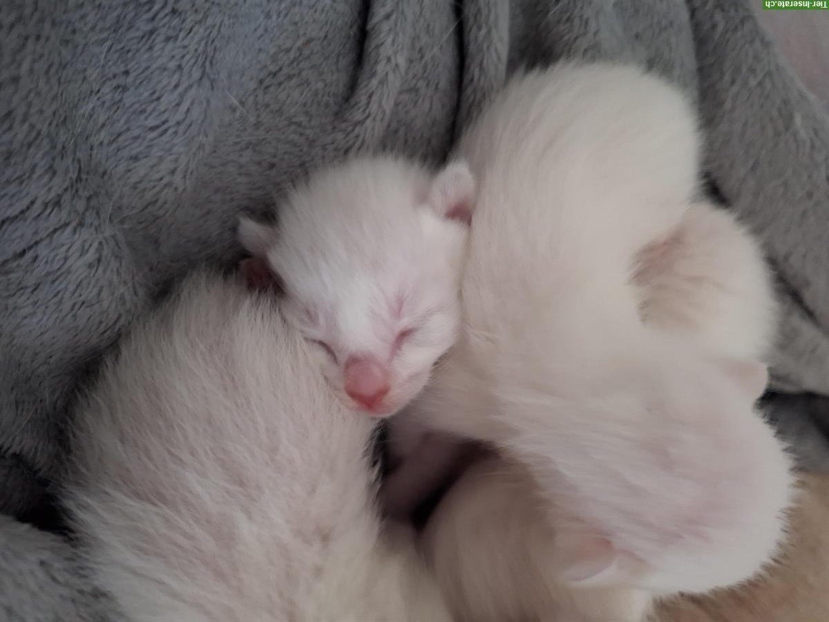 Bild 6: Thaikatzen-Kitten mit Stammbaum, Old-Style