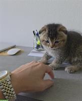 Scottish Fold / BKH Kitten zu verkaufen