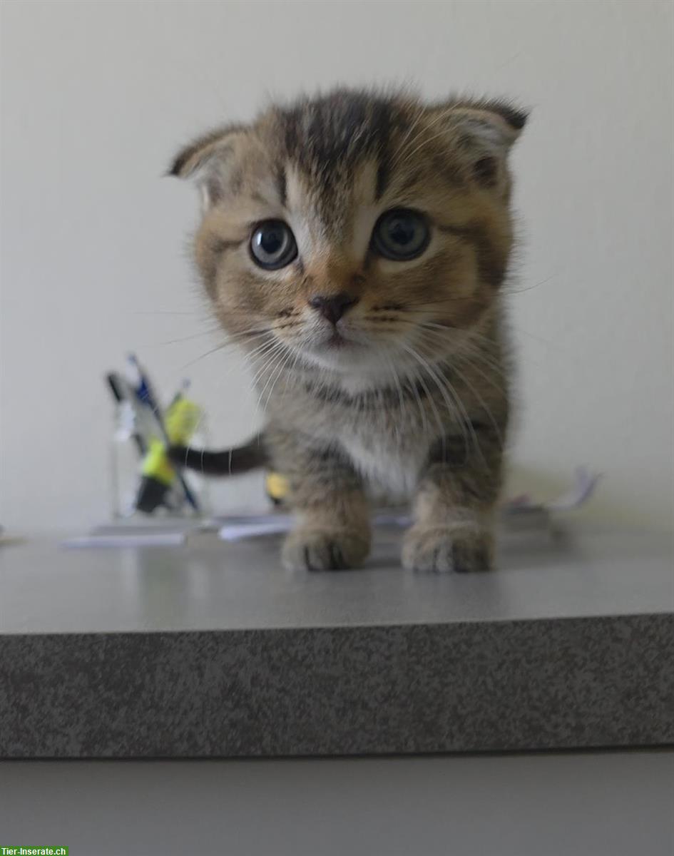 Bild 2: Scottish Fold / BKH Kitten zu verkaufen