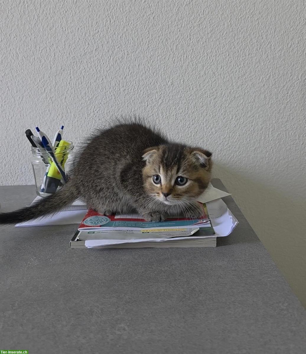 Bild 3: Scottish Fold / BKH Kitten zu verkaufen