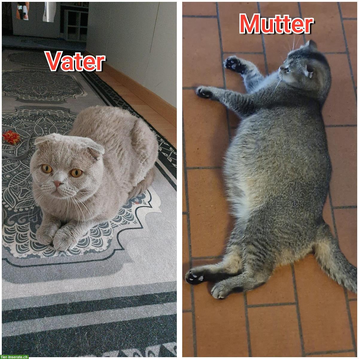 Bild 4: Scottish Fold / BKH Kitten zu verkaufen