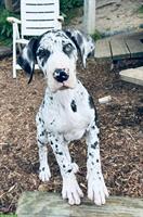 Deutsche Doggen Welpe sucht neue Familie